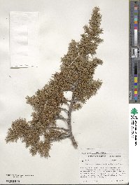 Juniperus communis image