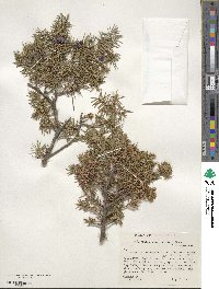 Juniperus communis var. depressa image