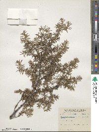 Juniperus communis image