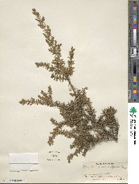 Juniperus communis var. depressa image