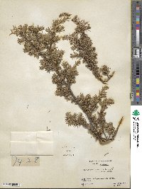 Juniperus communis image