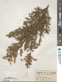 Juniperus communis var. depressa image