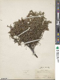 Juniperus communis var. depressa image