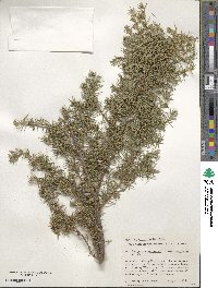 Juniperus communis var. depressa image