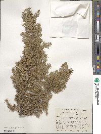 Juniperus communis image