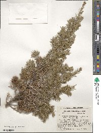 Juniperus communis var. depressa image