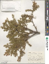 Juniperus communis var. depressa image