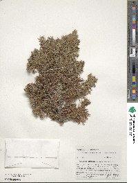 Juniperus communis var. depressa image