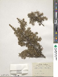 Juniperus communis image