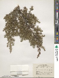 Juniperus communis var. depressa image