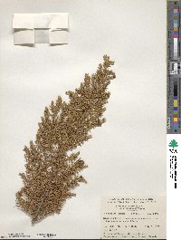 Juniperus communis var. depressa image