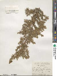 Juniperus communis var. depressa image