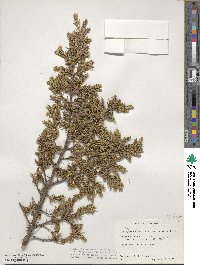 Juniperus communis image