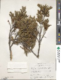 Juniperus communis var. depressa image