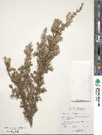 Juniperus communis image