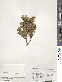 Juniperus communis var. depressa image