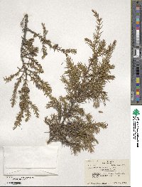 Juniperus communis var. depressa image