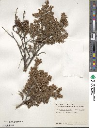 Juniperus communis image