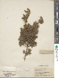 Juniperus communis var. saxatilis image