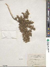 Juniperus communis var. saxatilis image