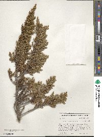 Juniperus communis image