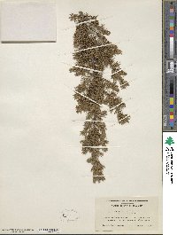 Juniperus communis image