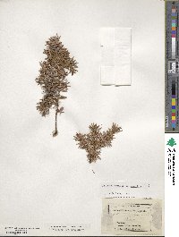 Juniperus communis var. saxatilis image