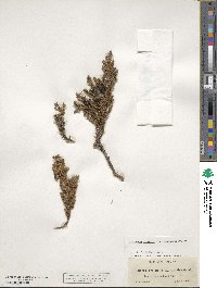 Juniperus communis image