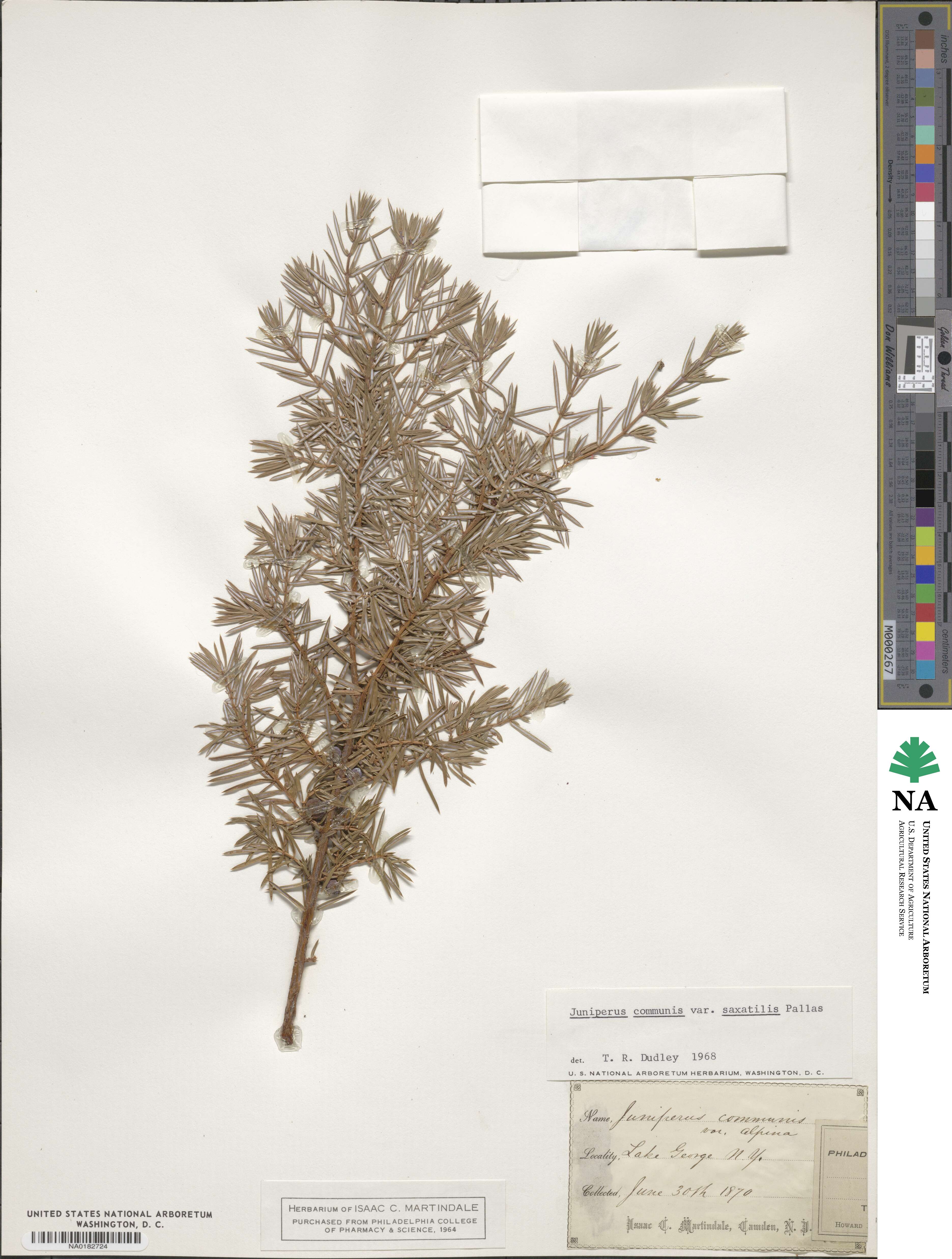 Juniperus communis image