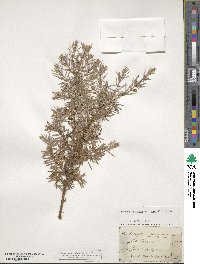 Juniperus communis image