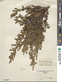 Juniperus communis image