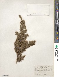 Juniperus communis var. saxatilis image