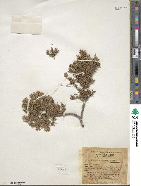 Juniperus communis var. saxatilis image