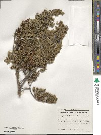 Juniperus communis var. saxatilis image