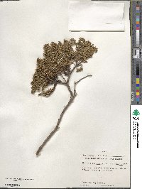 Juniperus communis image