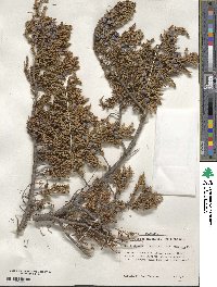 Juniperus communis var. saxatilis image