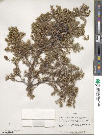 Juniperus communis image