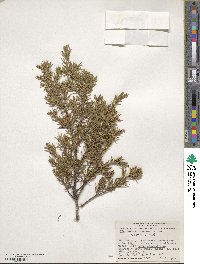 Juniperus communis image