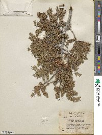 Juniperus communis var. saxatilis image