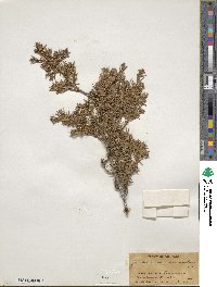 Juniperus communis image