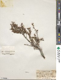 Juniperus communis var. saxatilis image