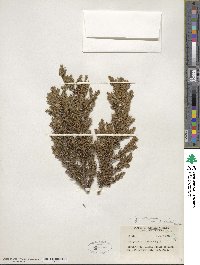 Juniperus communis var. saxatilis image