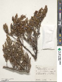 Juniperus communis image