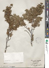 Juniperus communis image