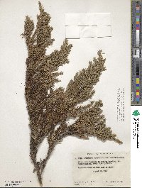 Juniperus communis var. saxatilis image