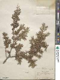 Juniperus communis image