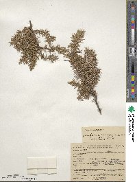 Juniperus communis var. saxatilis image