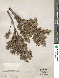 Juniperus communis image