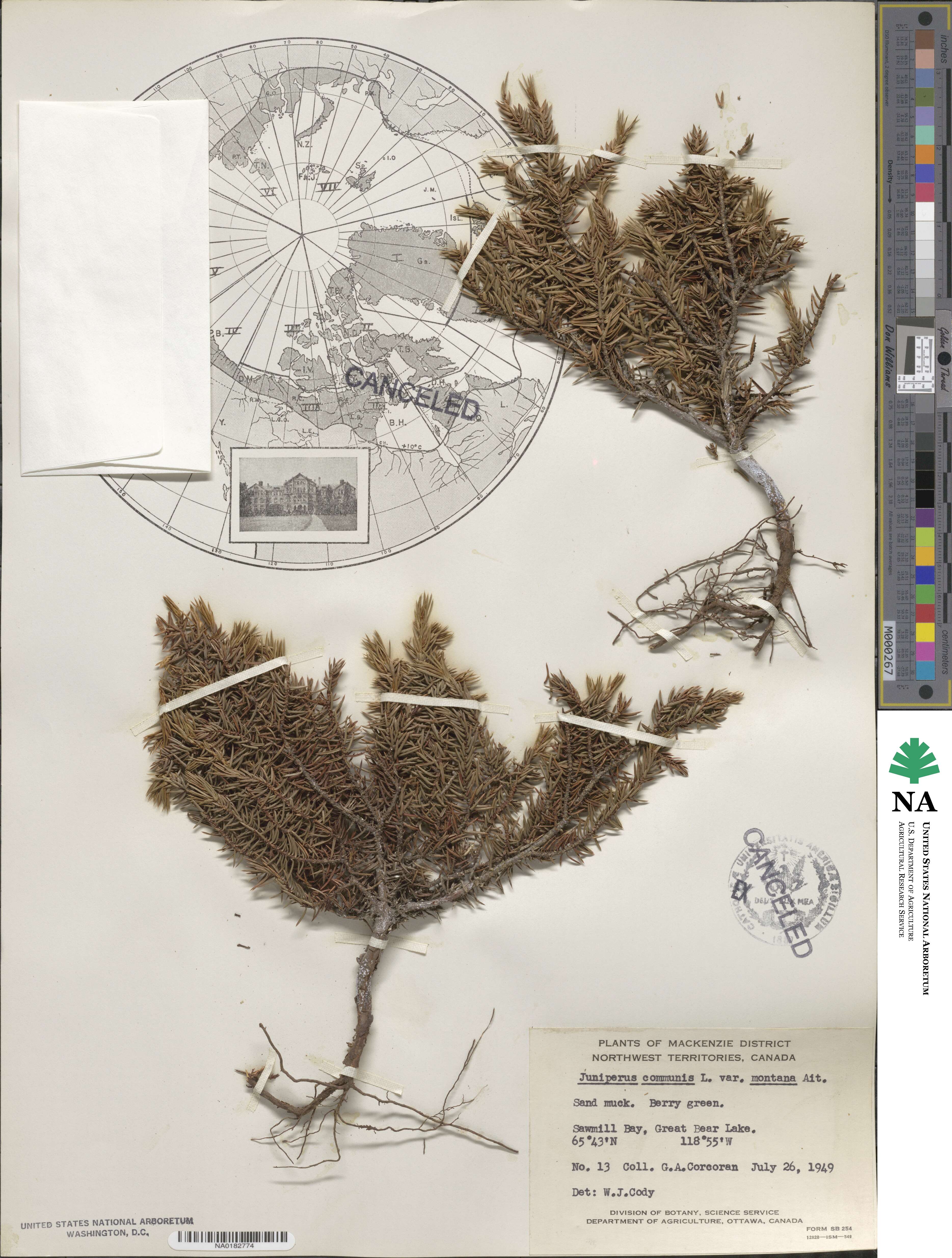 Juniperus communis image