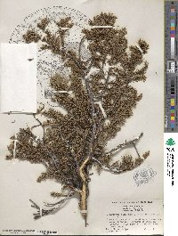 Juniperus communis var. saxatilis image